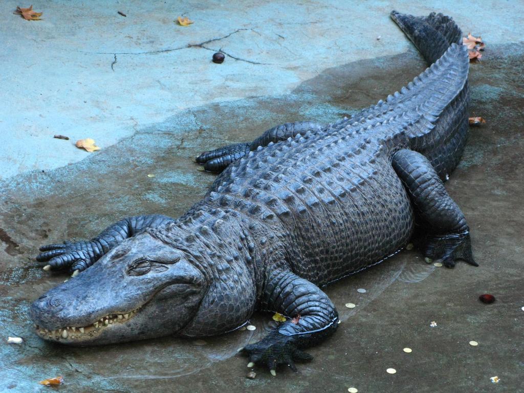 Was hat das Krokodil mit Elektromobilität zu tun?