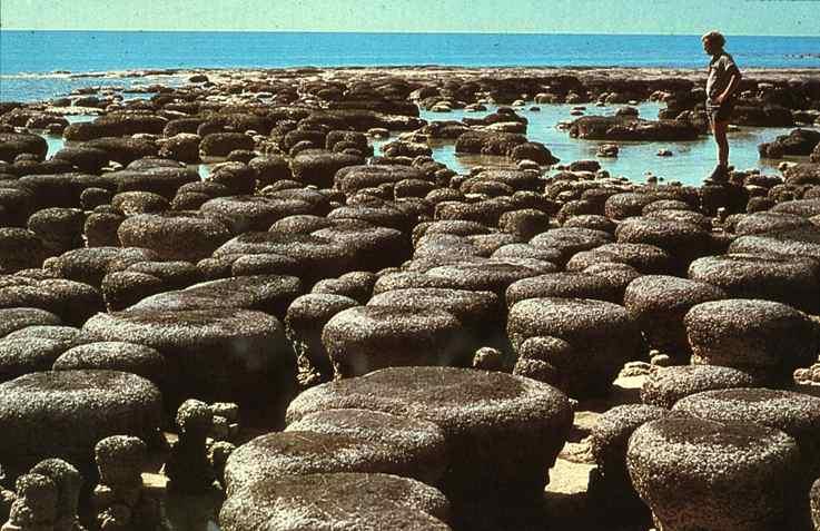 1195: Hamelin Pool, Shark Bay, Westaustralien: Moderne Stromatolithe aus einem