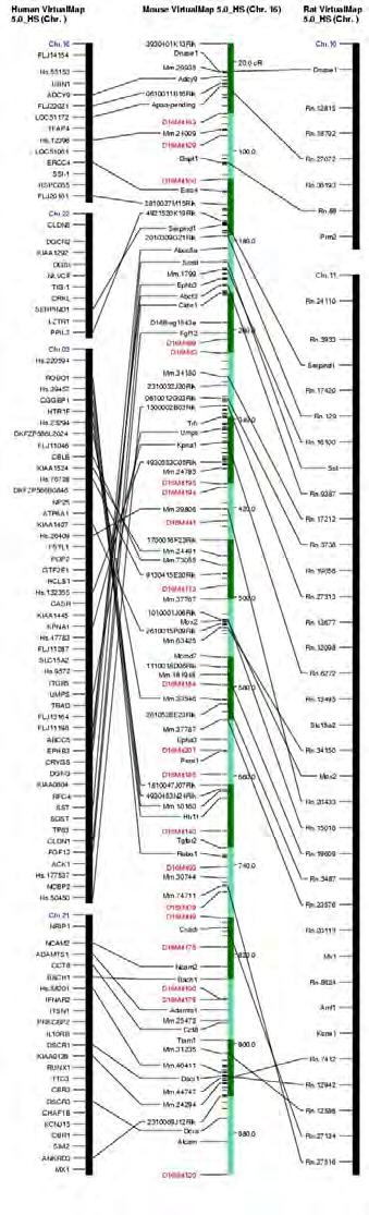 Comparison of mouse chromosome 16 and the human genome Mural et al., Science, 2002, 296:1661 Celera group Synteny with human chr.