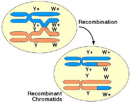 recombination has occurred 100 million years since