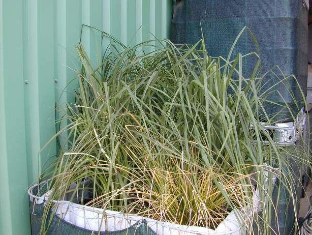 21 Abb. 28 + 29: Grasschicht auf einem direkt zu befüllenden Biobed (links - Foto: VISAVI) und Carex spp.