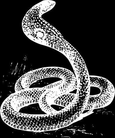 SCHOOL-SCOUT Faszinierende Schlangen Stationenlernen für kreative Forscher und Forscherinnen Seite 2 von 24 Stationspass: Die Schlange Name: Stationen Station 1: Das weiß ich über Schlangen Habe ich