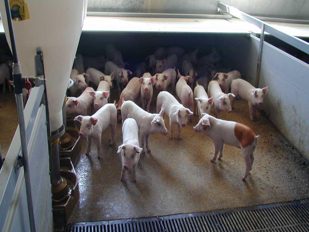Maßnahmen zur Verbesserung des Stallklimas in Schweineställen mit dem Ziel der Verbesserung der