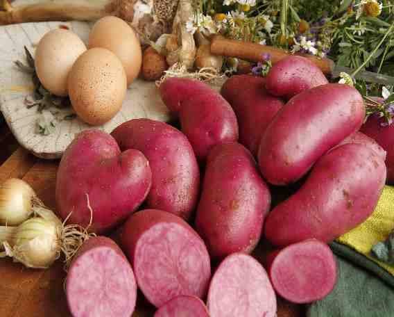 Körnermais, Kartoffeln, Feldgemüse - Wirtschaftlich besonders interessante Marktfrüchte - Anbau, Ernte und Aufbereitung technisch