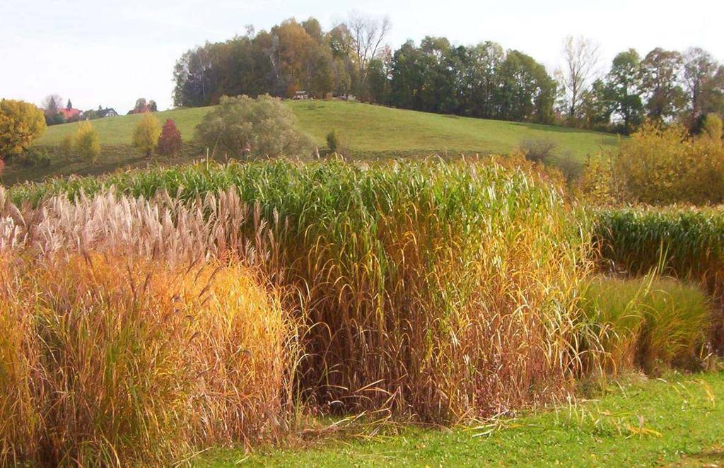 Miscanthus crop early autumn