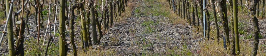 Bodenbearbeitung Typische Geophyten wie der Weinbergs- Lauch (Allium vineale) sind selten geworden 25  
