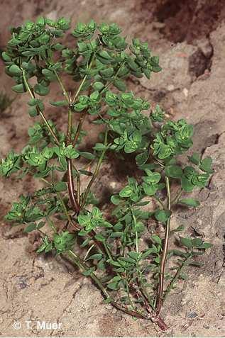 Weinbergs-Lauch (Allium vineale) sind selten geworden 27