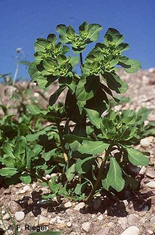 rotundifolium) Sonnenwend-Wolfsmilch (Euphorbia