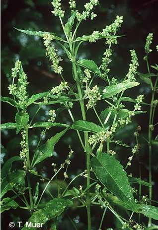 Vegetation der Rebflächen Garten-Wolfsmilch (Geranium rotundifolium) Sonnenwend-Wolfsmilch (Euphorbia helioscopia) Einjähriges Rundblättriger