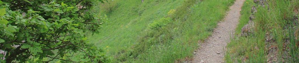 Weinberge mit unterschiedlicher Pflege, im