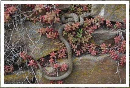 Kleines Habichtskraut Hieracium pilosella L.