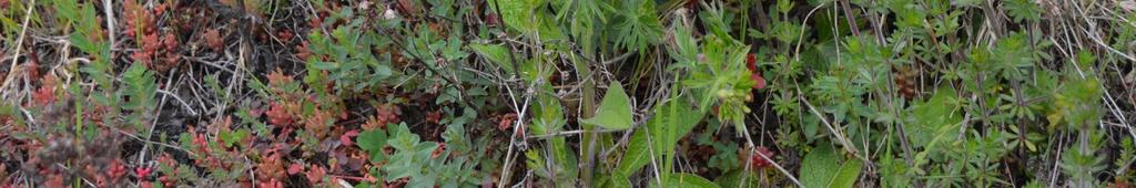 Gewöhnlicher Natternkopf Echium vulgare L. Echtes Labkraut Galium verum L.