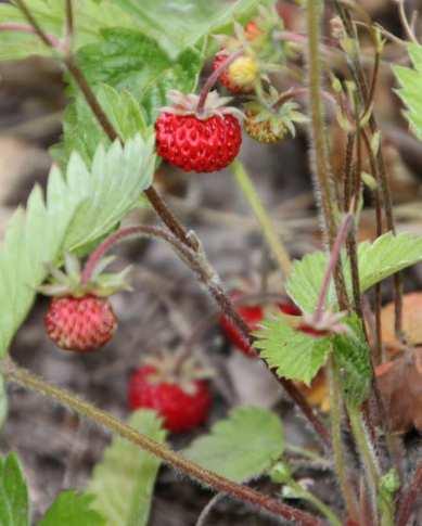 einen Nährstoffreichen Standort mehr Wachstum? Was macht die angestammte Weinbergsbegleitflora?