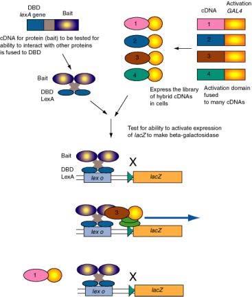 Plasmid-Rescue Hefe Gal1 His3 Gesamt DNA Isolation Bait Vektor: