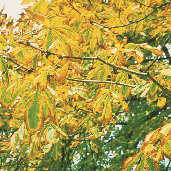 Sonnenschein Kurz Das haben notiert wir gemessen Herbst Jahresniederschlagshöhen in