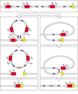 κ-kette Locus der schwerenkette Die Einführung von P- und N-Nucleotiden an den Verknüpfungen zwischen Gensegmenten während der Immunglobulingenumlagerung kappa