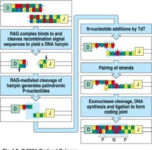 5 x 10 6 verschiedene Spezifitäten RAG-Komplexe binden und spalten ssignalsequenzen, sodass eine DNA-Haarnadelstruktur ensteht die RAG-vermittelte Spaltung der