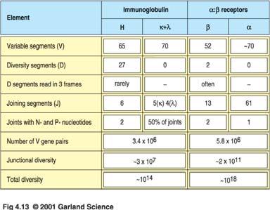 Anzahl der menschlichen T-Zell-Rezeptor-Gen-Segmente und die Ursachen der T-Zell-Rezeptor-Vielfalt im