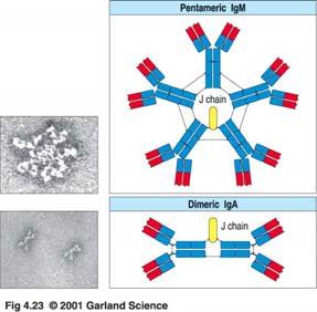 IgM- und IgA-Moleküle können Multimere bilden The properties of the human immunoglobulin