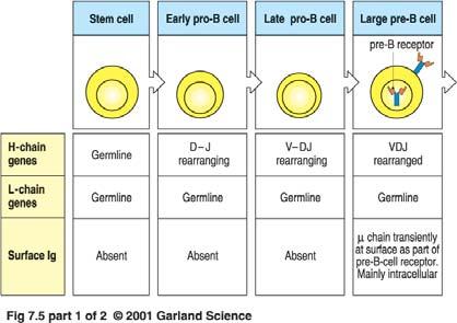 sowie Gedächniszellen in lymphatischen Gewebe Die Entwicklung einer der B-Zell-Line durchläuft mehrere Stadien, die durch Umordnung und Expression der Immunglobulingene charakterisiert sind Die