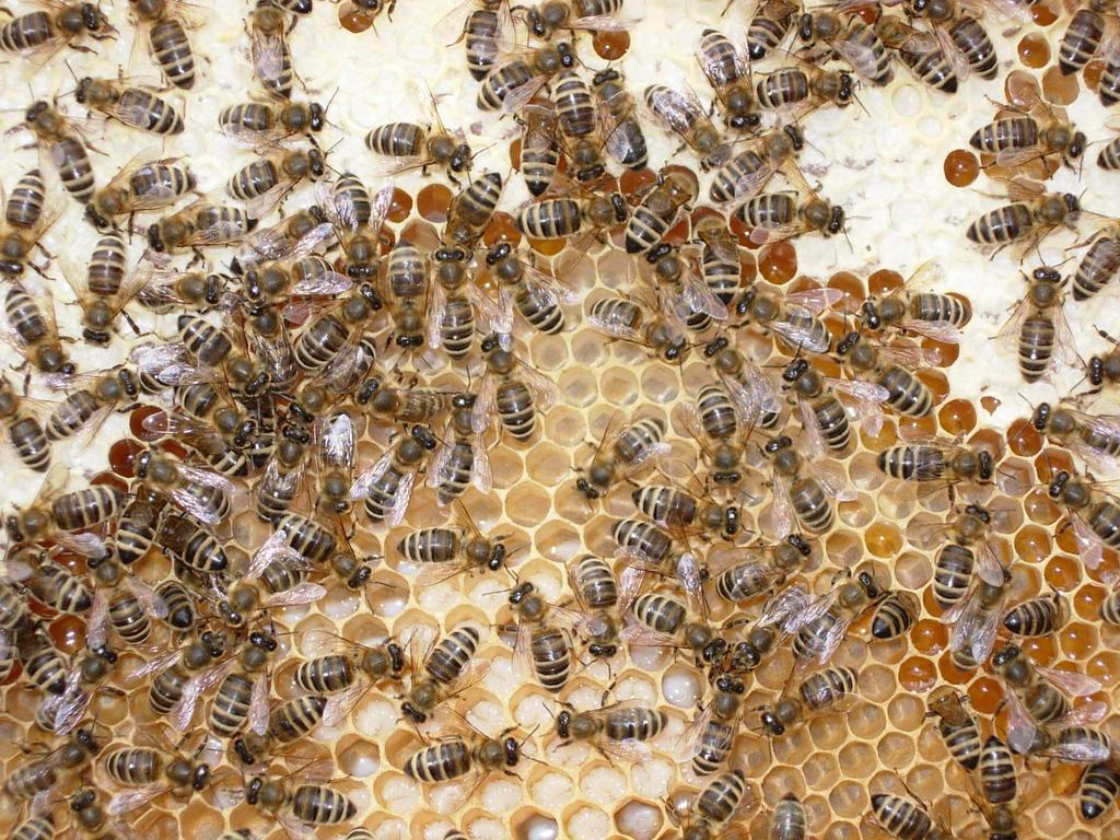 Brutnest Bienenwirtschafts