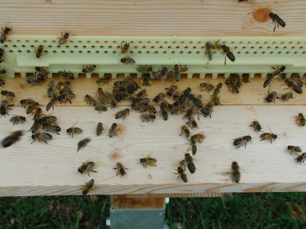Die ersten Pollen Gesunde Bienenvölker erkennt man am Flugloch durch durch