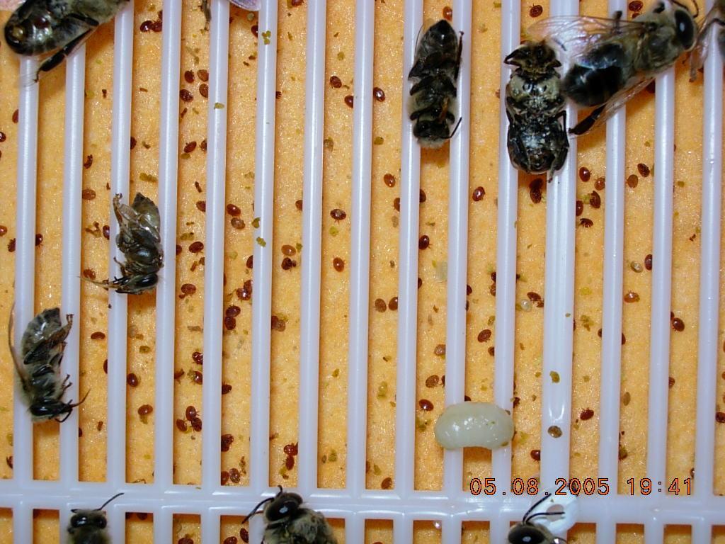 Starker Varrobefall Bienenwirtschafts