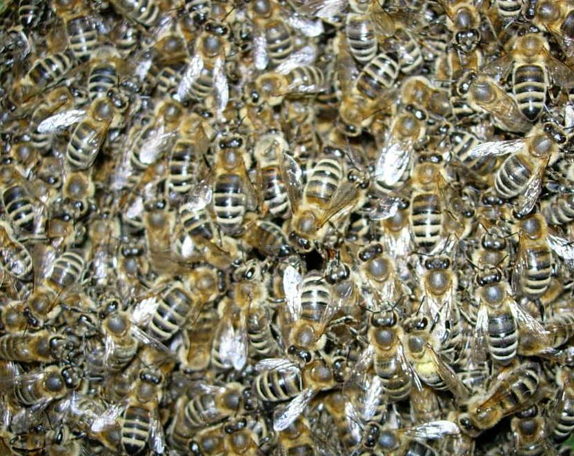 Bienen in der Wintertraube