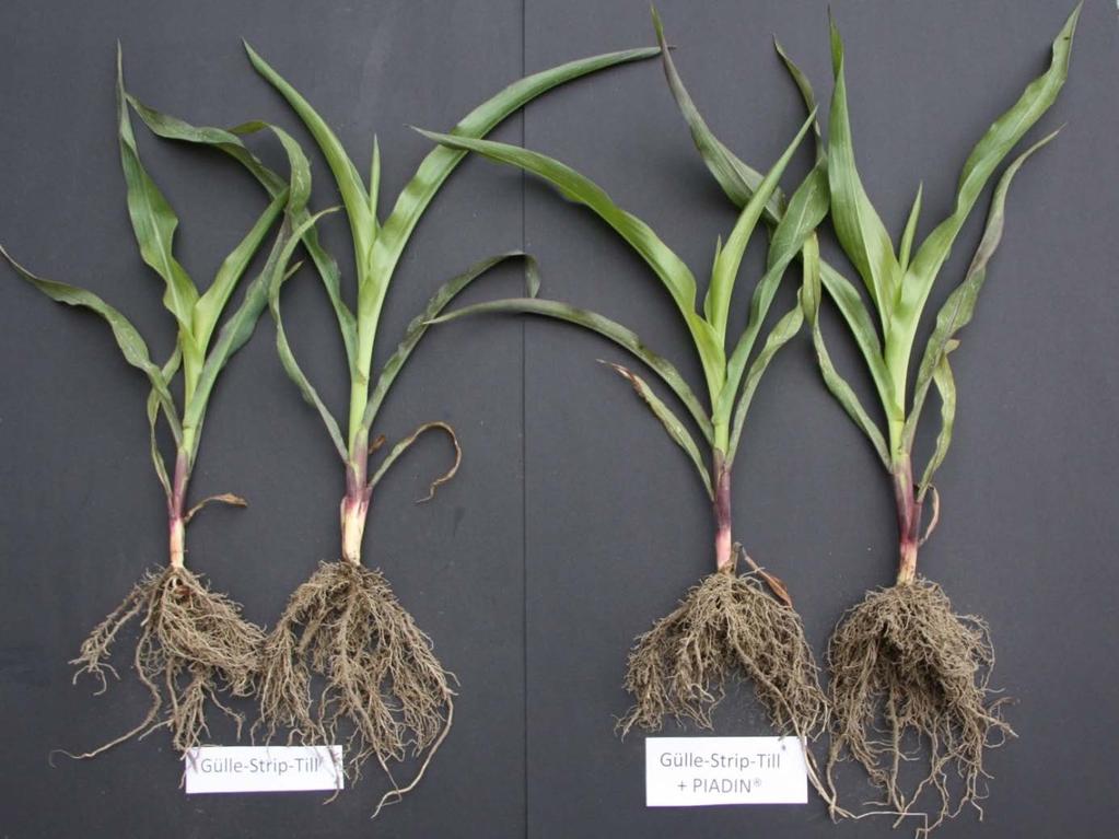 Wurzelentwicklung Durch die Hemmung der Nitrifikation durch PIADIN wird die Umsetzung des Ammonium-N der Gülle zu Nitrat-N verzögert und die Pflanze zunächst betont mit Ammonium ernährt.
