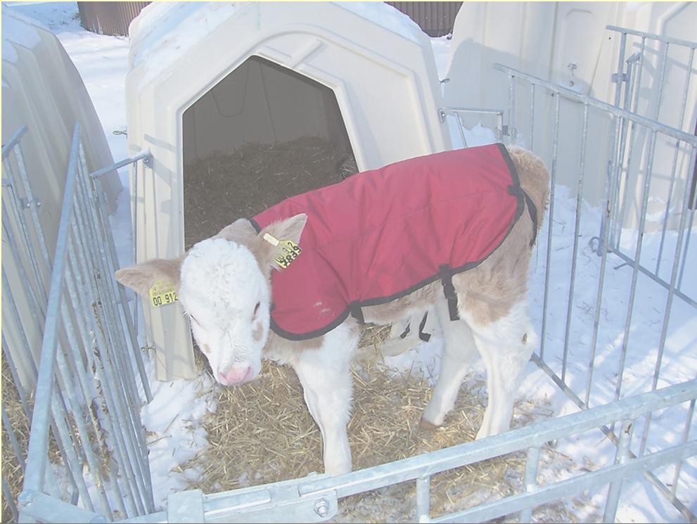 FIT VON ANFANG AN AUCH IM WINTER direkt nach der Geburt mindestens 3,0 Liter Biestmilch guter Qualität Tränketemperatur (38,5 39,5 C) beachten und kontrollieren Tagesmenge auf mindestens 3 Mahlzeiten