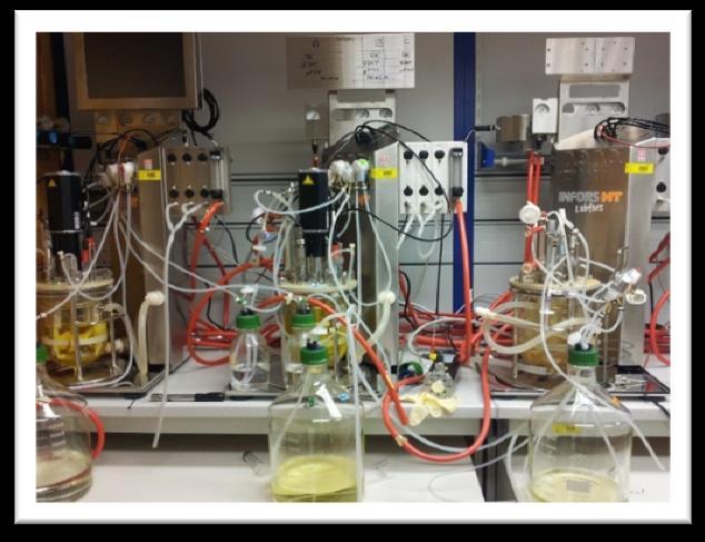 Mikrobielle Laugung - Bioleaching Laufende Projekte 1. Mikrobiologische Laugung von Indium enthaltendem Sphalerit Gefördert durch die Dr.