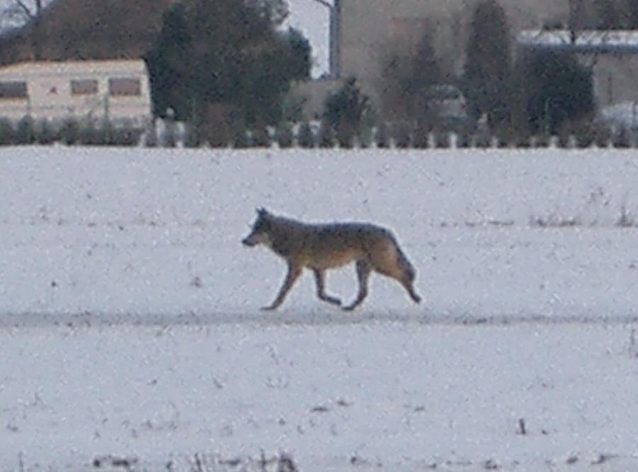 ein Leben in der Kulturlandschaften Wölfe laufen über Felder, überqueren Straßen, Autobahnen.