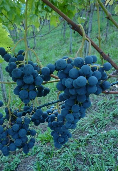 Kontrolle N-2015 Surround Klinospray + Heliosol Nekapur Abbildung 5: Spritzbelag auf den Weintrauben unmittelbar