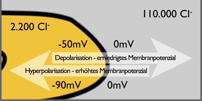 Erregbarkeit der Axon Entstehung des Membranpotenzials Chlorid-Kanäle Ebenso wie für Kalium besitzt die Zellwand auch offene Chlorid-Kanäle.