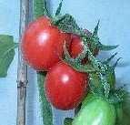 105 Taubenherz Les Coeurs de Pigeon 106 Tennessee Britches 107 Tennessee Sweet Süß aromatisch, dekorative tomate in Herzform, aus Frankreich, selten zu bekommen, Kilopreis über 10 Euro Bis über 1 kg