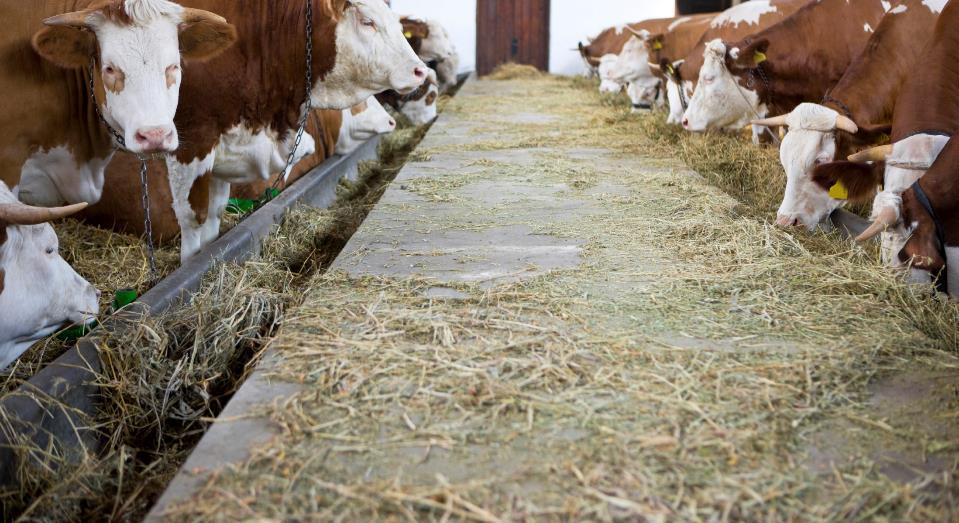 Clean Max calf - Einstreu Für eine wirkungsvolle Stallhygiene Aktive Bindung von Geruchsstoffen im & um den Stall Weniger Stress für die Tiere Weniger Geruchsaustritt aus dem Stall Bis zu 40% weniger