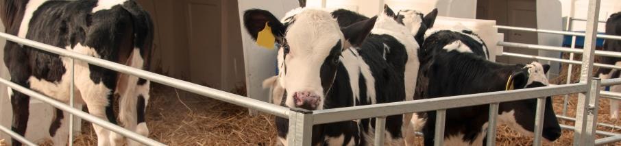 Clean Max calf - Einstreu mit natürlichem Fichtennadelöl Positive Wirkung auf Den Geruch und die Stallluft Die Durchblutung Atemwegserkrankungen
