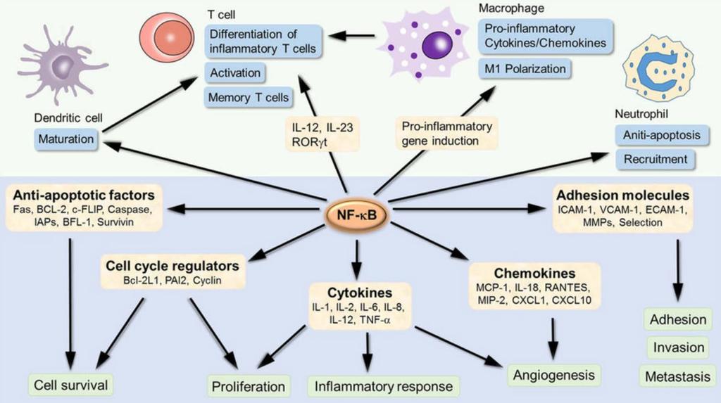 NF-κB target genes involved in inflammation development and