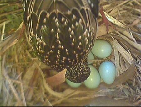 Es müssen also 7 Eier im Nest gelegen