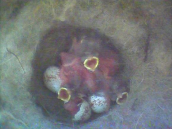 Bilder von der Entwicklung der Jungvögel der ersten Brut 09.04.2017 08:13 Uhr: Neun Eier liegen im Nest des Nistkasten01 16.04.2017 08:22 Uhr: Die Eier werden von der Kohlmeise bebrütet.