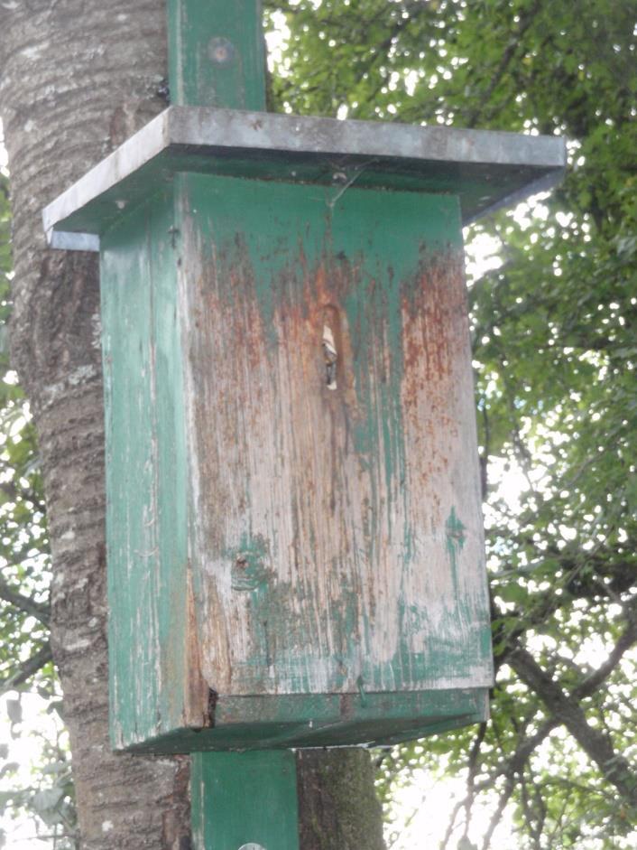Nistkasten D5 in 2017 In 2016 hatte sich ein Bienenschwarm im Hornissenkasten