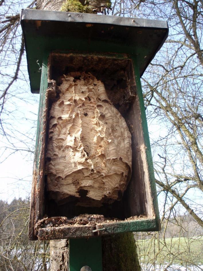 Der Bienenschwarm wurde am 01.04.2017 vom Imkerverein in Welden umgesetzt.