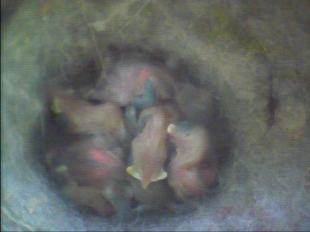 04.2017 konnten neun Jungvögel im Nest gezählt werden. Am 24.04.2017 morgens waren es noch acht und am Morgen des 25.