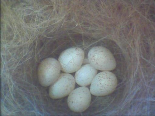 Nest. teilweise bedeckt. 10.05.
