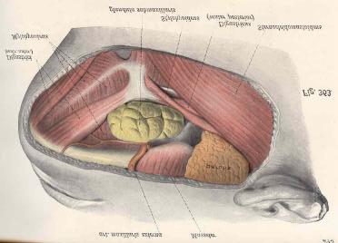 Hier sind die linke Glandula submandibularis (historisch noch als Glandula submaxillaris) sowie der caudale Pol der linken Glandula parotis in ihrer anatomischen Lagebeziehung