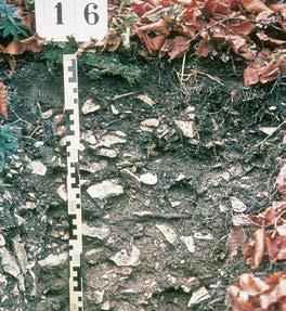 Eine Rendzina ist ein schwach entwickelter Boden auf kalkhaltigem Fest- oder Lockergestein.