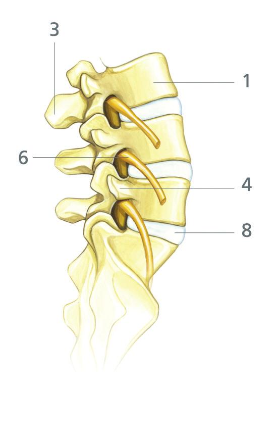 Mechanische Schutzfunktion Die Lendenwirbelsäule wird von fünf Wirbeln gebildet.