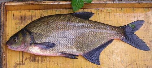 Fischartenliste mit Schonzeiten und Mindestmaßen Kategorie Fischart Schonzeit
