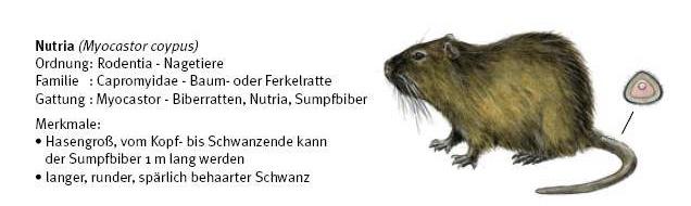 Nutria (Myocastor coypus) Aus: Biber - Informations- und