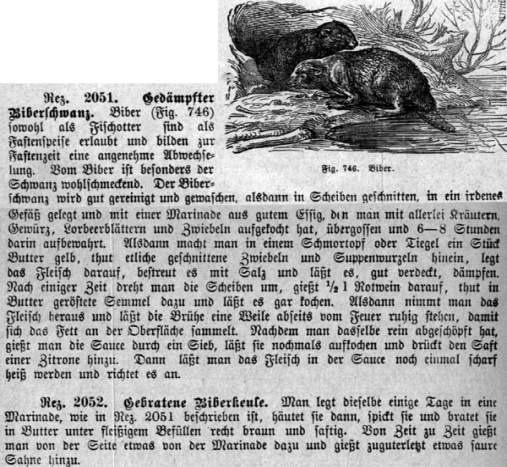 Bibergeschichte Seit 1840 gilt der Biber in Rheinland-Pfalz als ausgestorben Schmackhaftes Fleisch: Biberkelle als